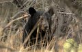 Black Bear 2011_07_17_1671 -1